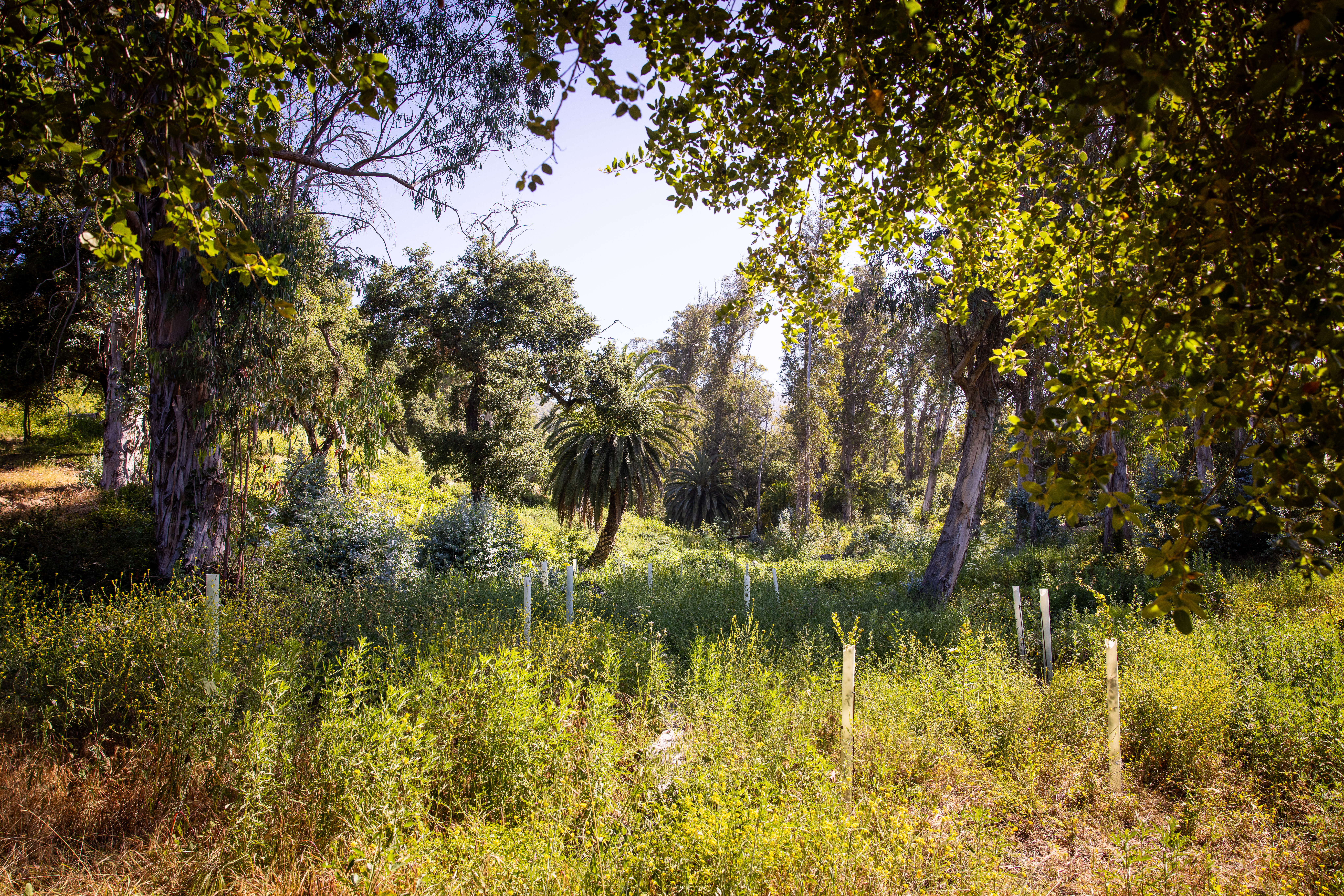 westmont wood restoration