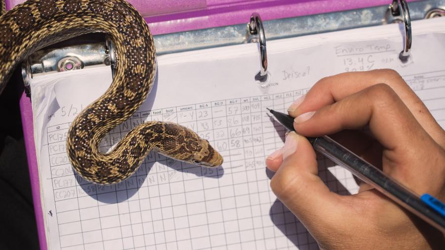 Large Grant Funds Study of Reptile Dwarfism