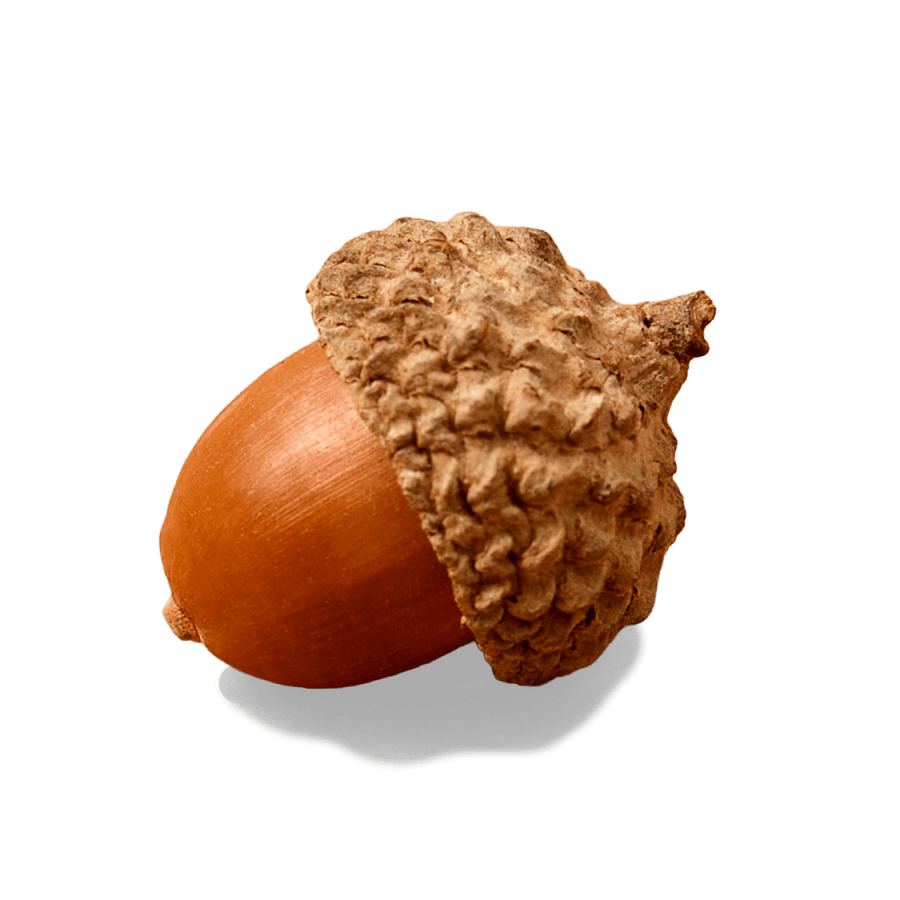 acorn