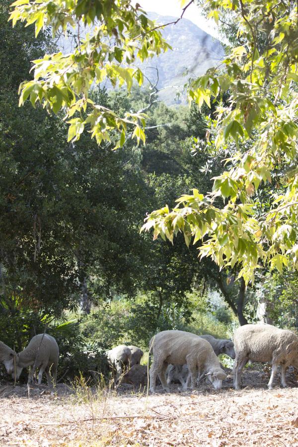 sheep at westmont